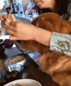 “爱”让狗肥胖，肥胖让狗悲伤！-10.gif