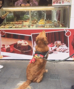 “爱”让狗肥胖，肥胖让狗悲伤！-12.gif