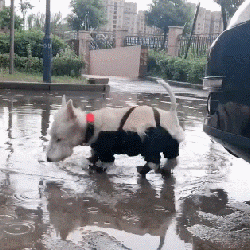“爱”让狗肥胖，肥胖让狗悲伤！-13.gif