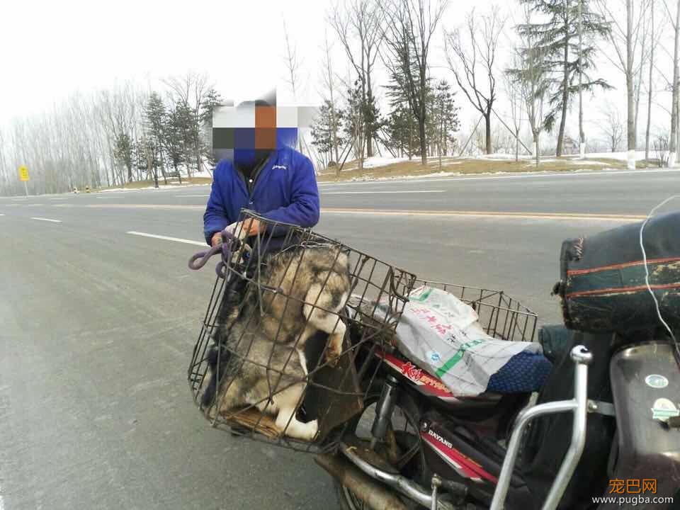 ​金毛二哈即将被送往屠狗场，被一女子拦住了：人走，狗留下……-1.jpeg