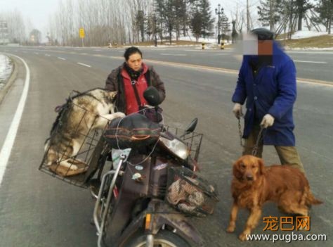 ​金毛二哈即将被送往屠狗场，被一女子拦住了：人走，狗留下……-2.jpeg