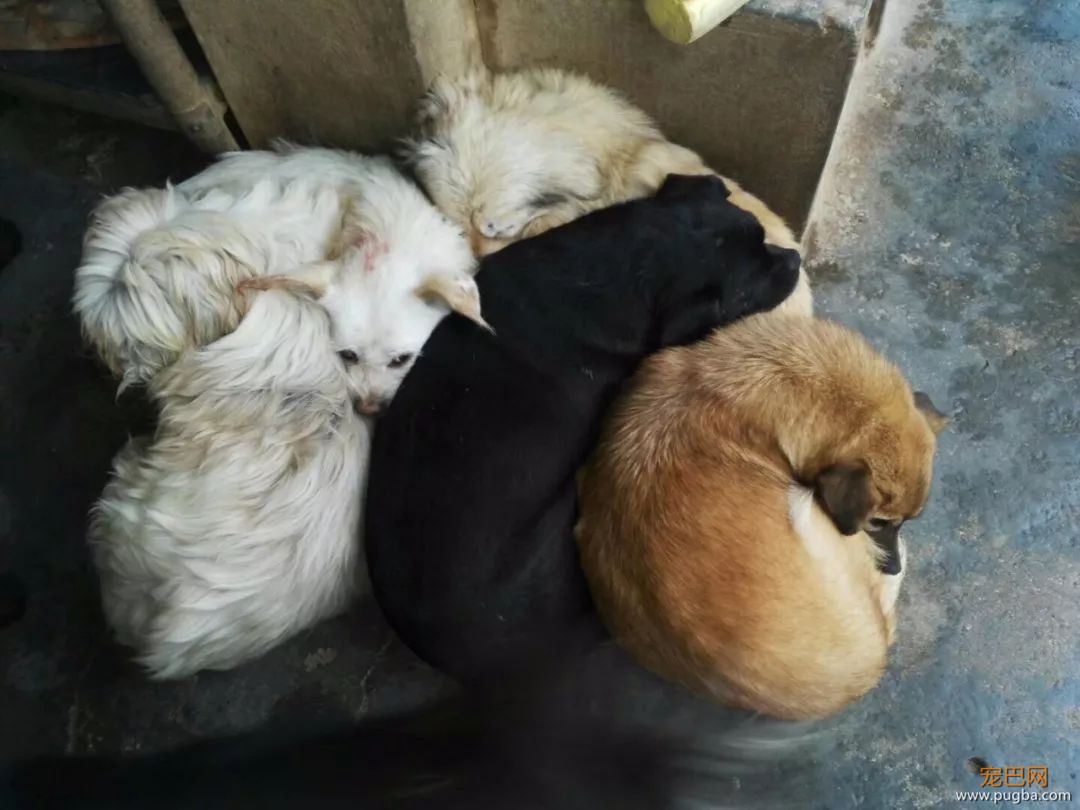 ​金毛二哈即将被送往屠狗场，被一女子拦住了：人走，狗留下……-9.jpeg