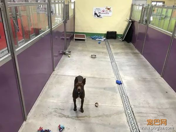 203只同伴都被领养，狗狗发现收容所只剩自己，眼神落寞..-2.jpeg