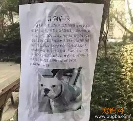 别贴了，这样的寻狗启示根本找不到狗！-1.jpeg