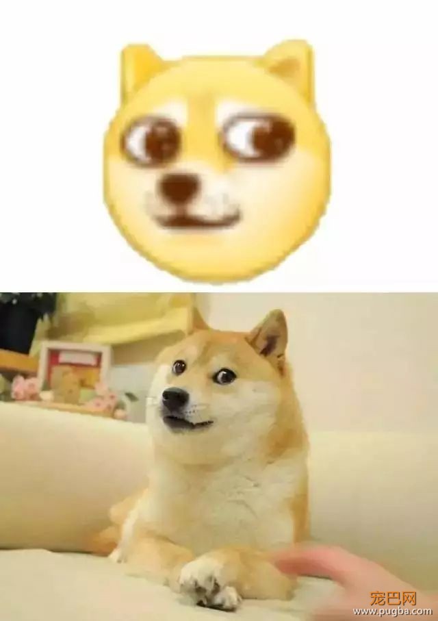 别贴了，这样的寻狗启示根本找不到狗！-12.jpeg
