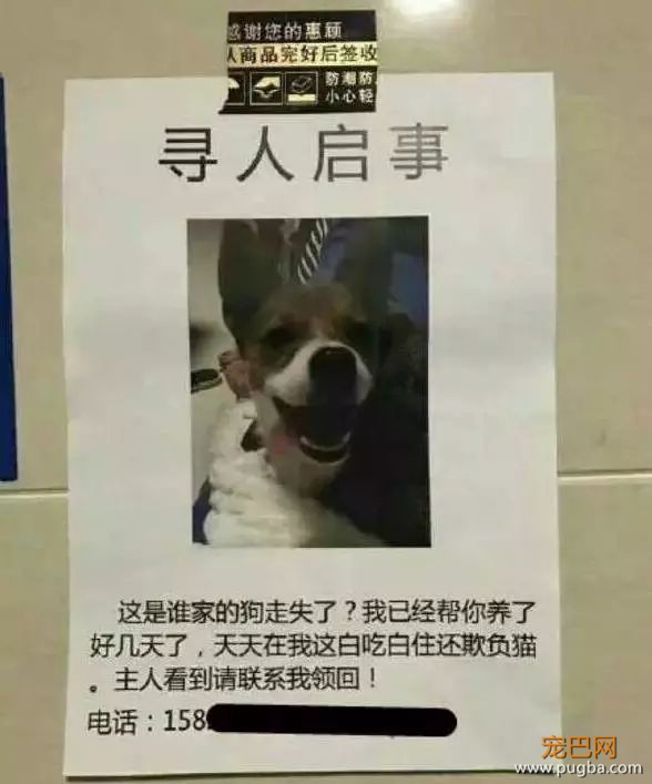 别贴了，这样的寻狗启示根本找不到狗！-20.jpeg