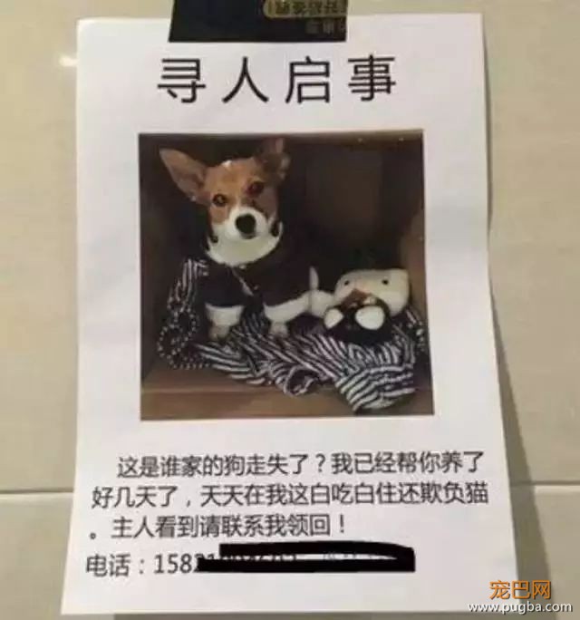 别贴了，这样的寻狗启示根本找不到狗！-21.jpeg