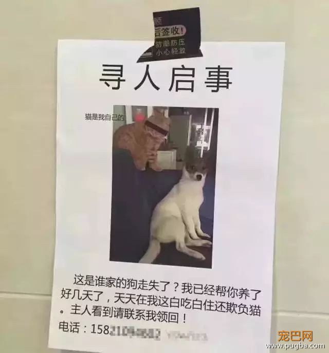 别贴了，这样的寻狗启示根本找不到狗！-19.jpeg