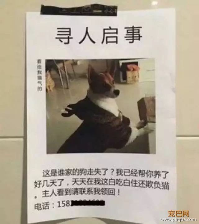 别贴了，这样的寻狗启示根本找不到狗！-22.jpeg