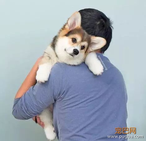 狗狗在降临人间前，神是这样嘱咐它的……-2.jpeg
