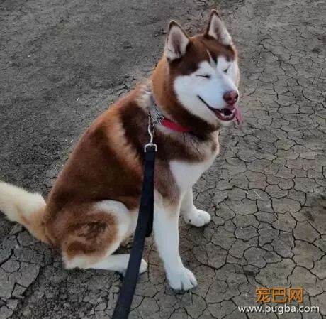 狗狗在降临人间前，神是这样嘱咐它的……-8.jpeg