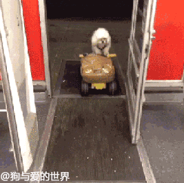 那些车技逆天的狗子们……就不能老老实实当宠物吗？-1.gif