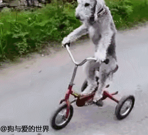 那些车技逆天的狗子们……就不能老老实实当宠物吗？-3.gif