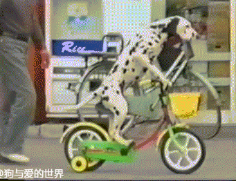 那些车技逆天的狗子们……就不能老老实实当宠物吗？-2.gif