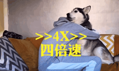 国外网友集体做了一个试验，证明狗子的心里只有你！-2.gif