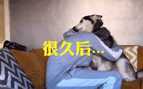 国外网友集体做了一个试验，证明狗子的心里只有你！-4.gif