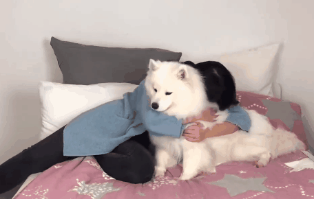 国外网友集体做了一个试验，证明狗子的心里只有你！-17.gif