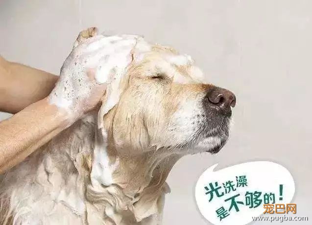为什么做了驱虫，狗狗身上还是有跳蚤？-1.jpeg