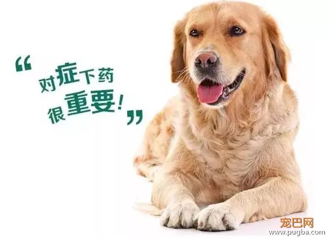 为什么做了驱虫，狗狗身上还是有跳蚤？-4.jpeg