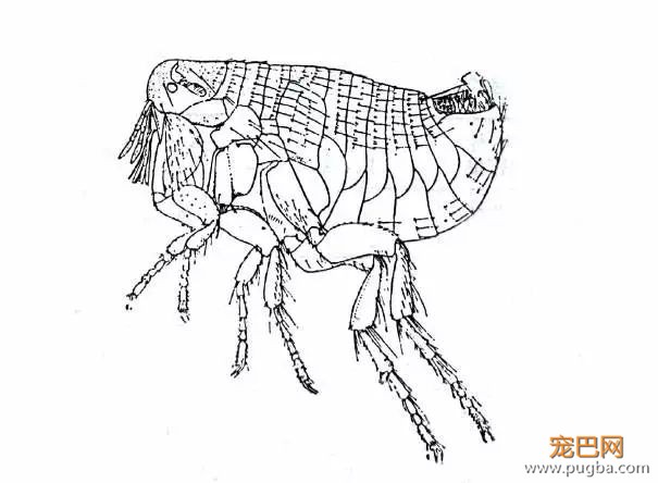 为什么做了驱虫，狗狗身上还是有跳蚤？-3.jpeg