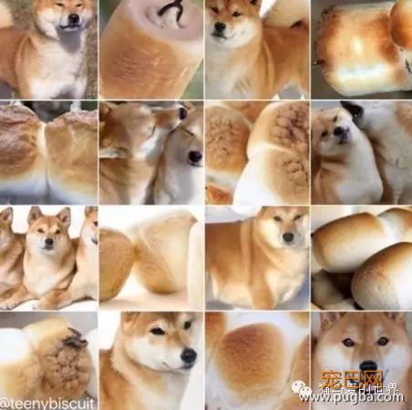 考眼力的时刻到了，迅速找出图中所有的狗狗！-7.jpeg