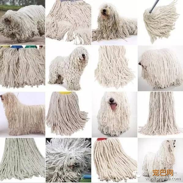 考眼力的时刻到了，迅速找出图中所有的狗狗！-5.jpeg