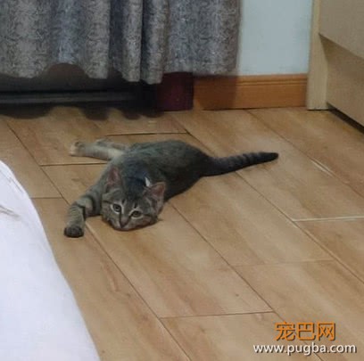 朋友家的猫不想养了，寄养在女孩家后性情大变，这还是一只猫吗？-1.jpeg