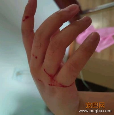朋友家的猫不想养了，寄养在女孩家后性情大变，这还是一只猫吗？-3.jpeg