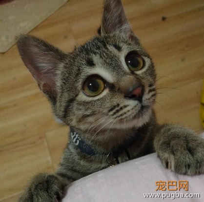 朋友家的猫不想养了，寄养在女孩家后性情大变，这还是一只猫吗？-2.jpeg