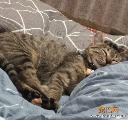 朋友家的猫不想养了，寄养在女孩家后性情大变，这还是一只猫吗？-5.jpeg