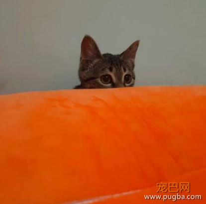 朋友家的猫不想养了，寄养在女孩家后性情大变，这还是一只猫吗？-6.jpeg