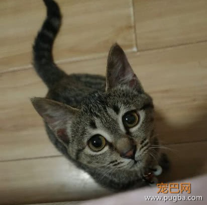 朋友家的猫不想养了，寄养在女孩家后性情大变，这还是一只猫吗？-4.jpeg