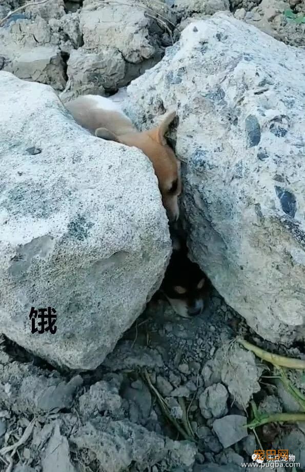 天寒地冻，两只小流浪狗石缝中拥抱取暖，被随后一幕暖到了！-2.jpeg