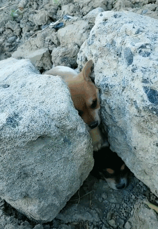 天寒地冻，两只小流浪狗石缝中拥抱取暖，被随后一幕暖到了！-4.gif