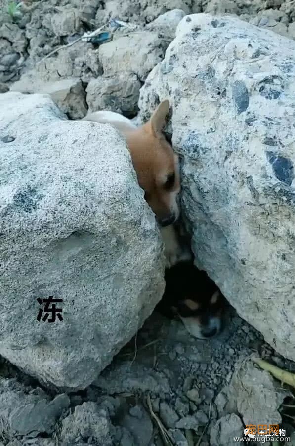 天寒地冻，两只小流浪狗石缝中拥抱取暖，被随后一幕暖到了！-3.jpeg