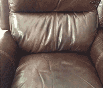 大爱狗狗控爆笑动态图第四波-1.gif