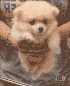 大爱狗狗控爆笑动态图第四波-2.gif
