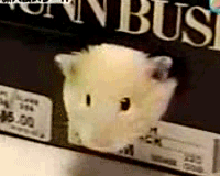 大爱狗狗控爆笑动态图第四波-5.gif