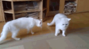 大爱狗狗控爆笑动态图第四波-6.gif