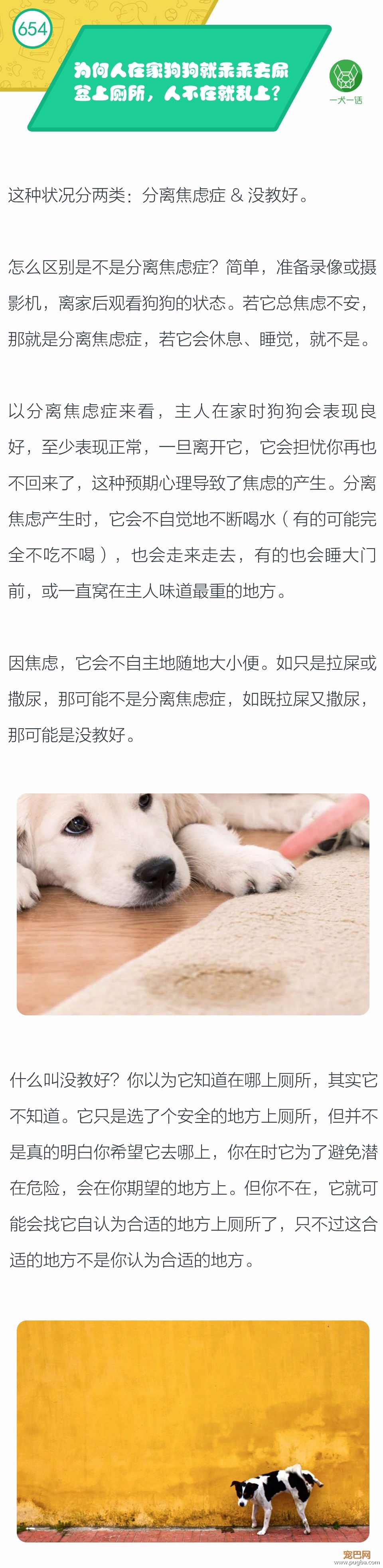 为何人在家狗狗就乖乖去尿盆上厕所，人不在就乱上？-1.jpeg