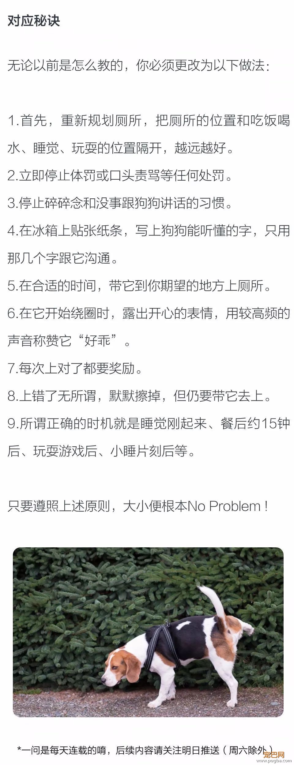 为何人在家狗狗就乖乖去尿盆上厕所，人不在就乱上？-2.jpeg
