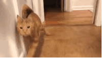 拥有“魔鬼步伐”的大橘，背后是不为人知的心酸事…-2.gif