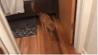 拥有“魔鬼步伐”的大橘，背后是不为人知的心酸事…-3.gif