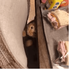 拥有“魔鬼步伐”的大橘，背后是不为人知的心酸事…-9.gif