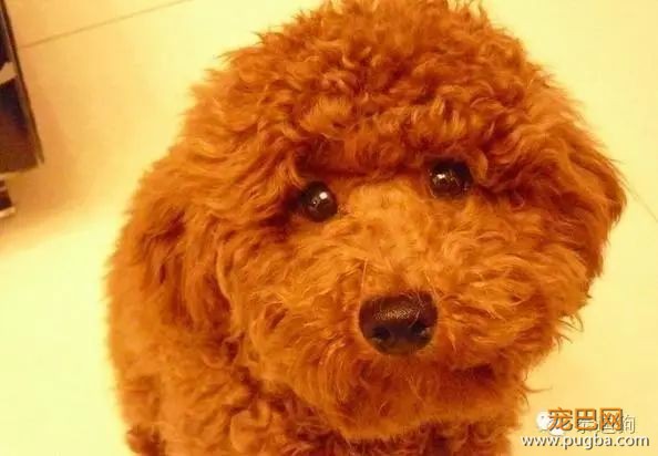 狗狗到底能不能吃盐-3.jpeg