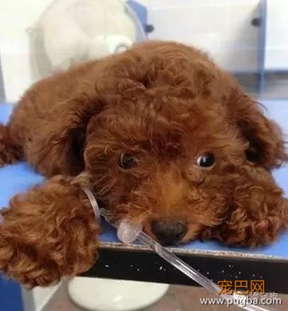 狗狗到底能不能吃盐-2.jpeg