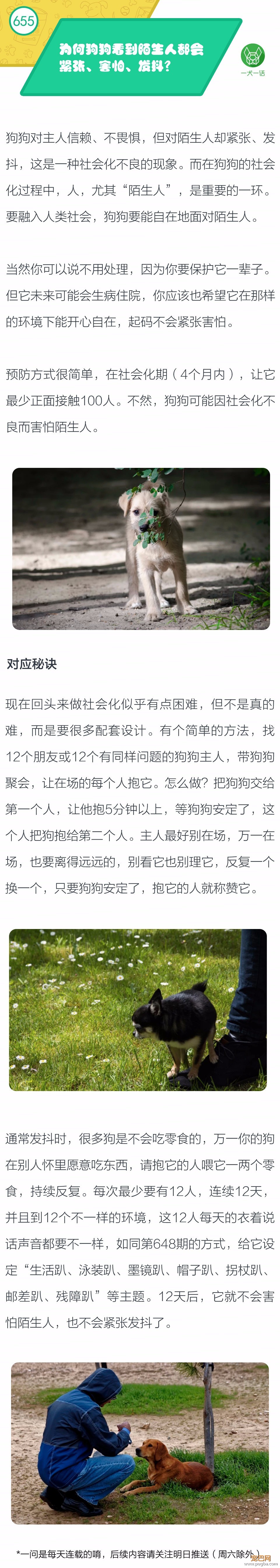 为何狗狗看到陌生人时会紧张、害怕、发抖？-1.jpeg