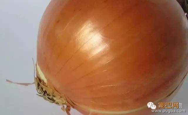 狗狗不能吃的食物，你确定全部知道吗？-4.jpeg