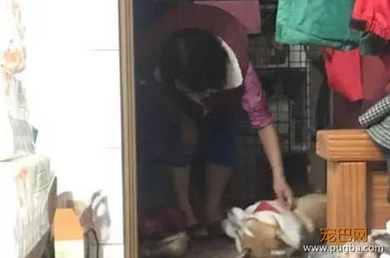 男子带柯基回乡探亲，父母在车站的一做法，却令他受到万点暴击-3.jpeg