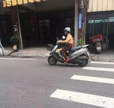 男子带柯基回乡探亲，父母在车站的一做法，却令他受到万点暴击-2.jpeg